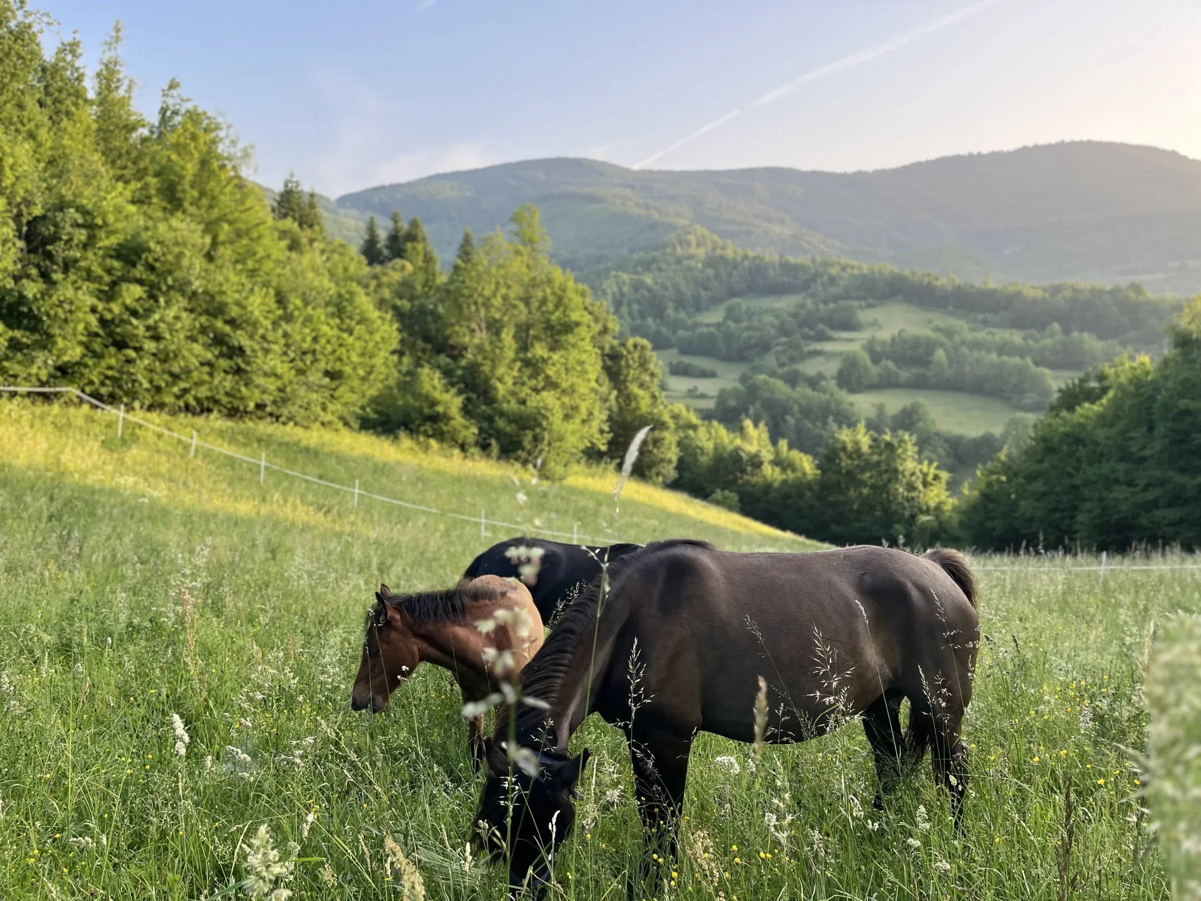 Ergela Fojnica horse ranch