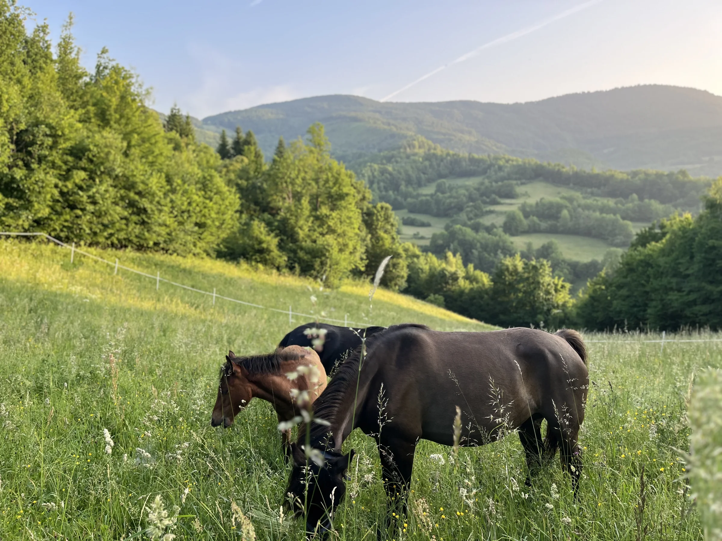 Ergela Fojnica horse ranch